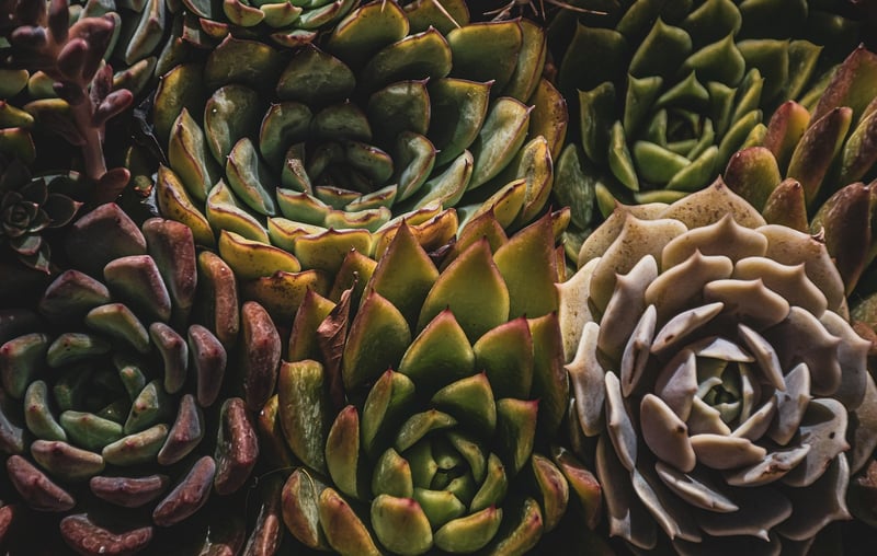 Miniature Plant Magic
